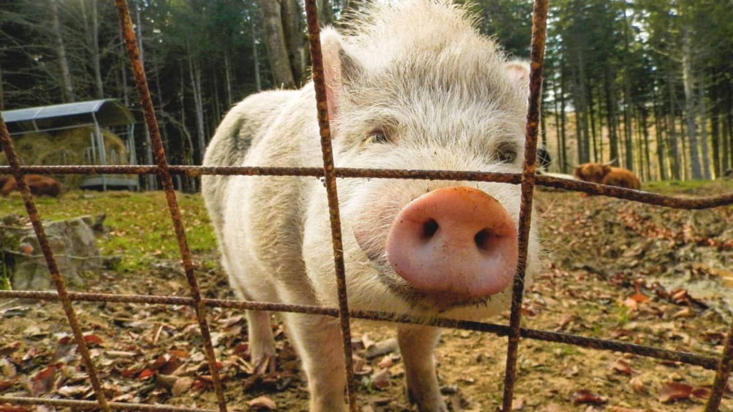 South Carolina Farm Needs Volunteers to Cuddle With Pigs and Feed Them Cookies