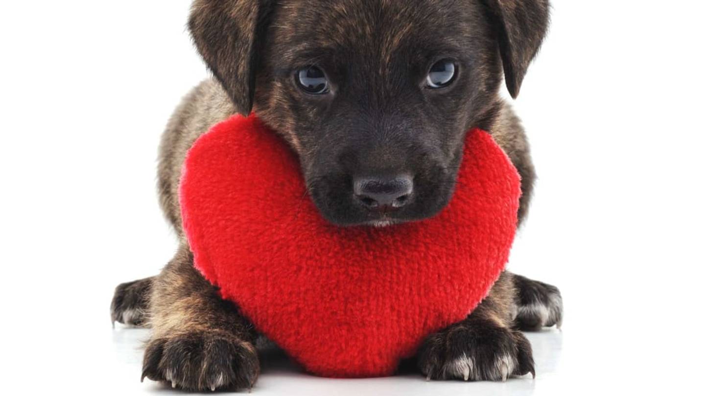 Tennessee Shelter Will Surprise Your Sweetheart With a Valentineâs Day Puppy Visit