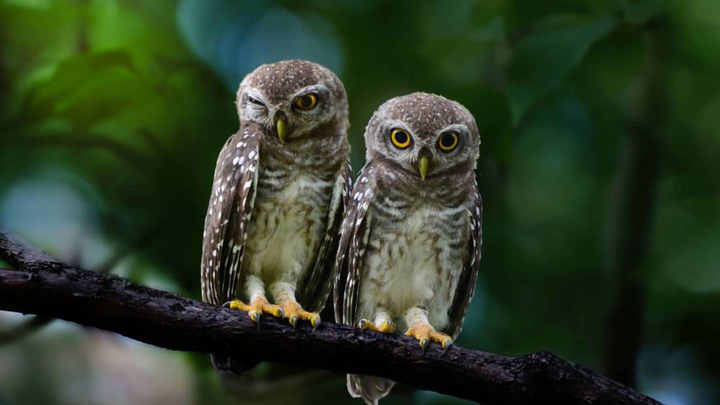 21 Misconceptions About Animals