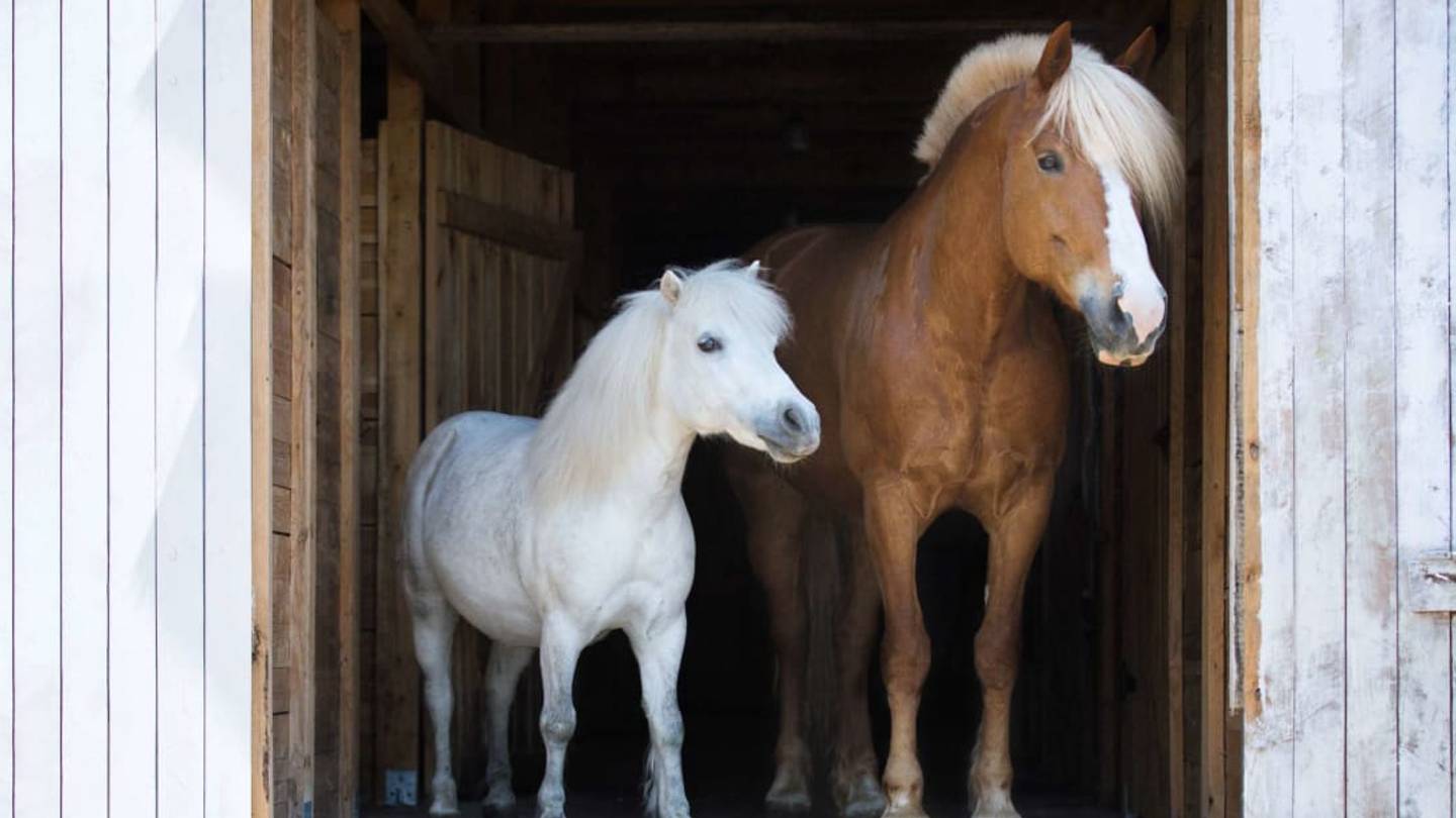 What's the Difference Between Horses and Ponies?