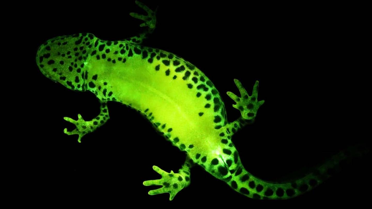 Itâs Easy Being Green: Most Amphibians Are Biofluorescent, Study Finds