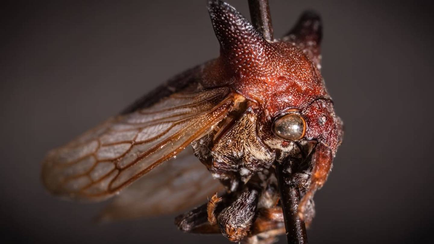 This New Insect Species Was Named After Lady Gaga for Its 'Wacky Fashion Sense'