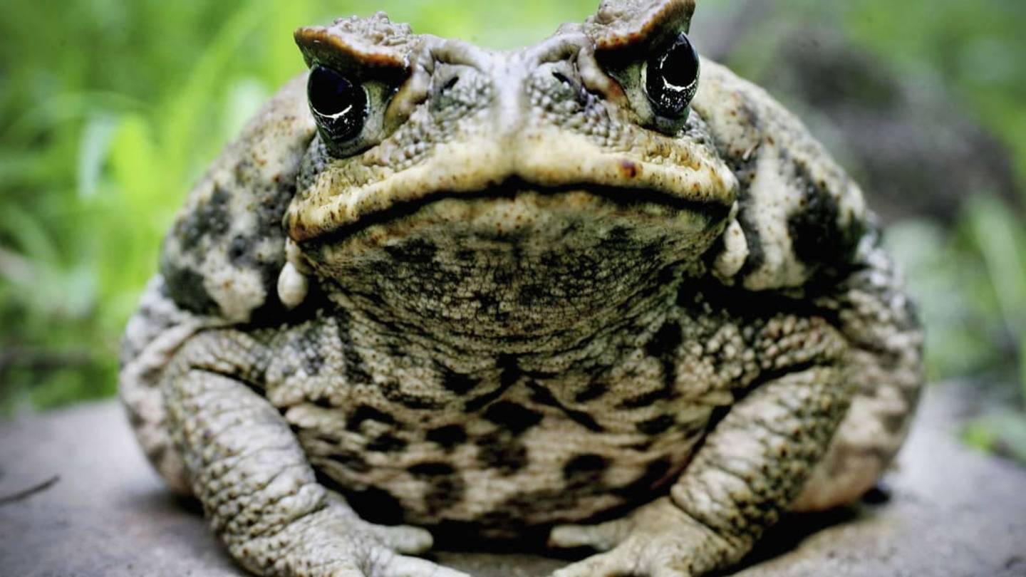 11 Invasive Species Wreaking Havoc Around the World