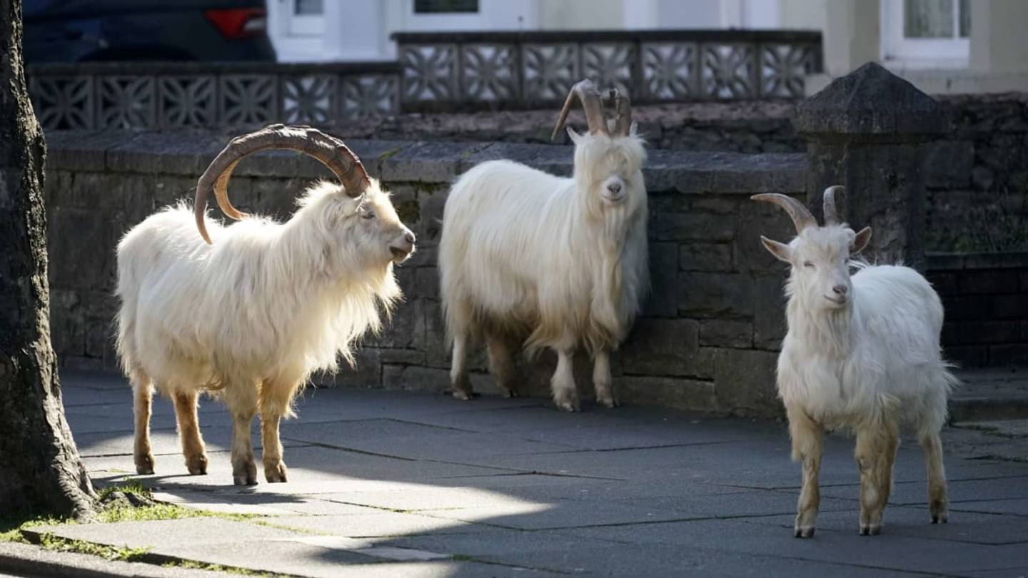 Goat Your Own Way: In North Wales, a Herd of Goats Is Taking Advantage of the Empty Streets
