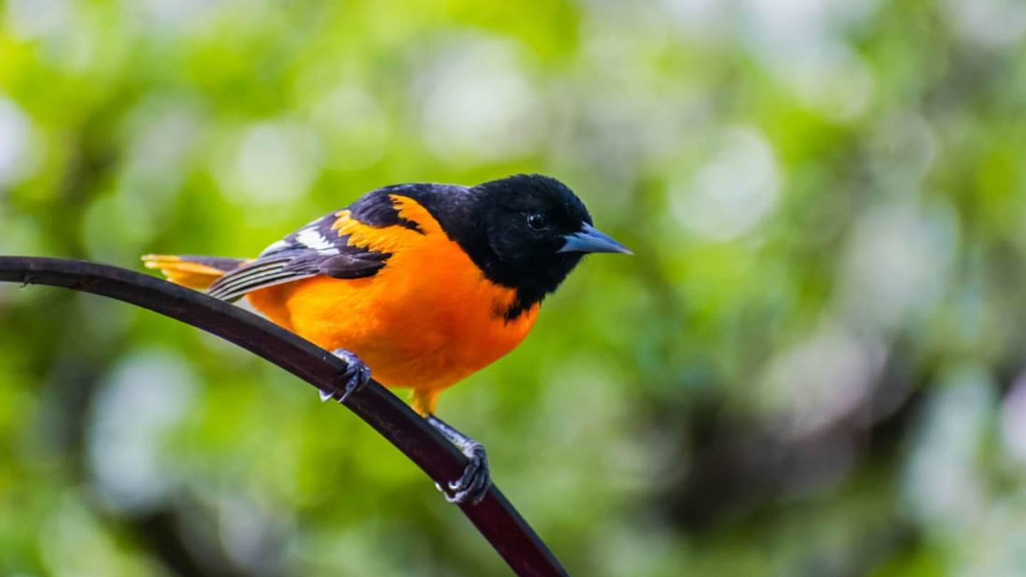Need to Cure a Case of Cabin Fever? Try Backyard Birding