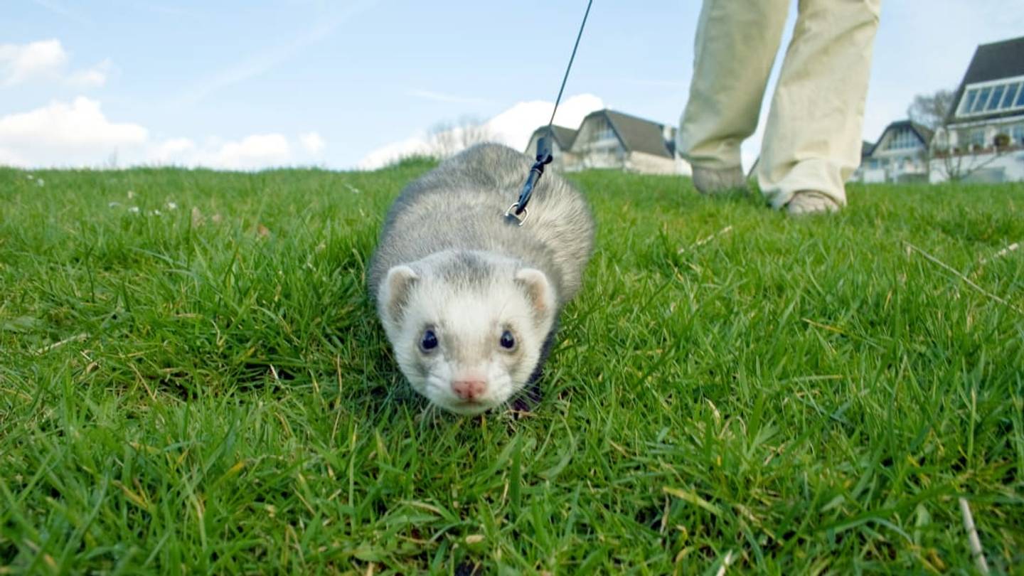 13 Fun Facts About Ferrets