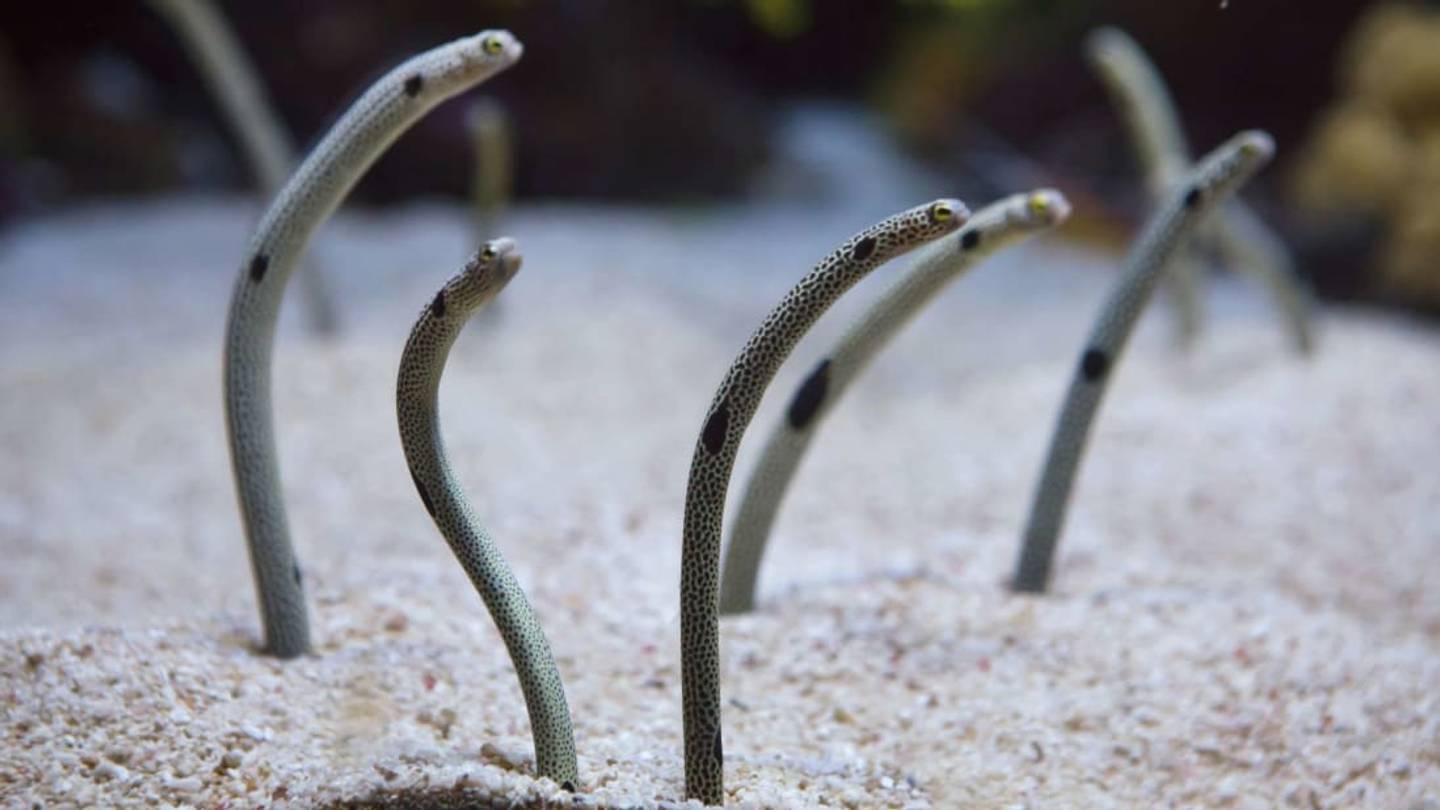 An Aquarium in Japan Wants You to FaceTime With Its Shy Eels