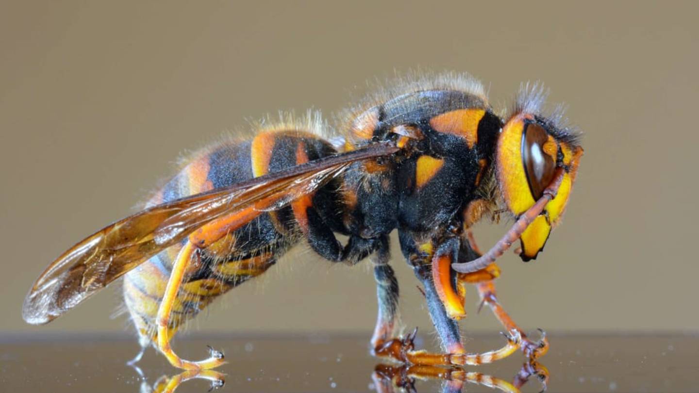Murder Hornets: 5 Things We Know So Far