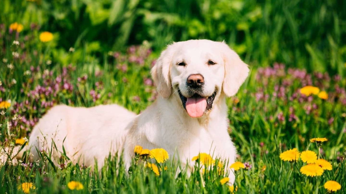 The 20 Most Popular Dog Breeds in America, According to the American Kennel Club