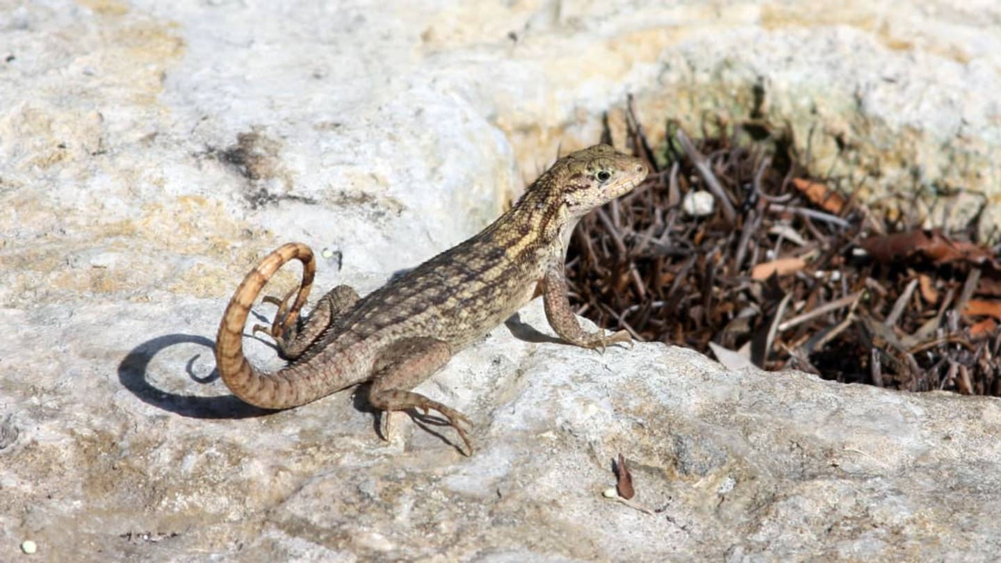 What a Lizard Poop of Epic Proportions Is Teaching Scientists