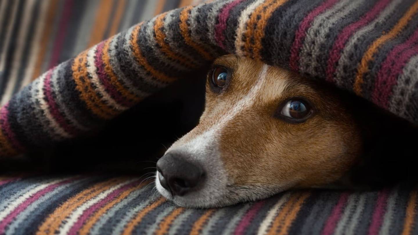 Do Dogs Get Headaches?