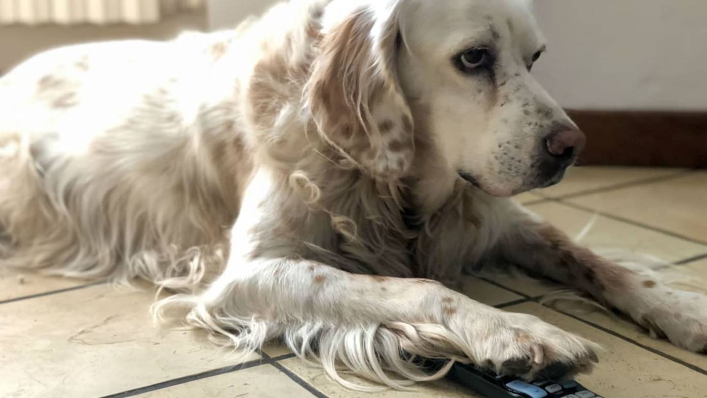 What Do Pets See When They Watch Television?