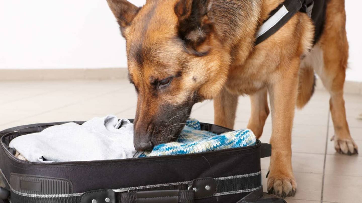 7 Unusual Things That Dogs Can Detect by Smell