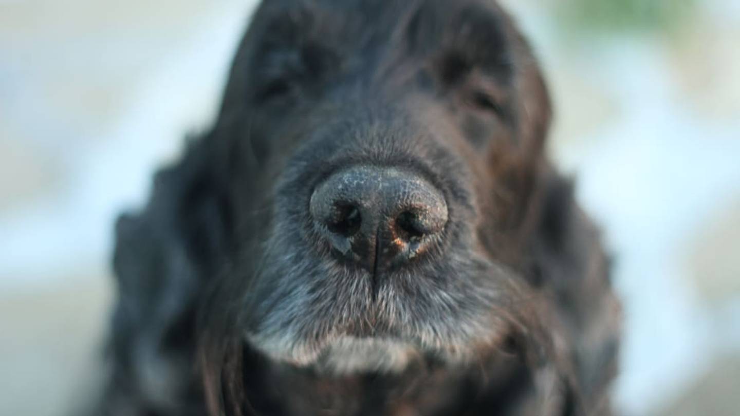 Dog in Australia Digs Up Two-Pound Truffle Worth $1000