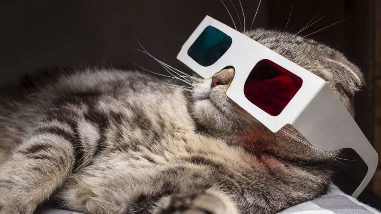 Watch the Worldâs Finest Cat Videosâand Support Indie Theatersâat Pittsburghâs Virtual âQuarantine Cat Film Festivalâ