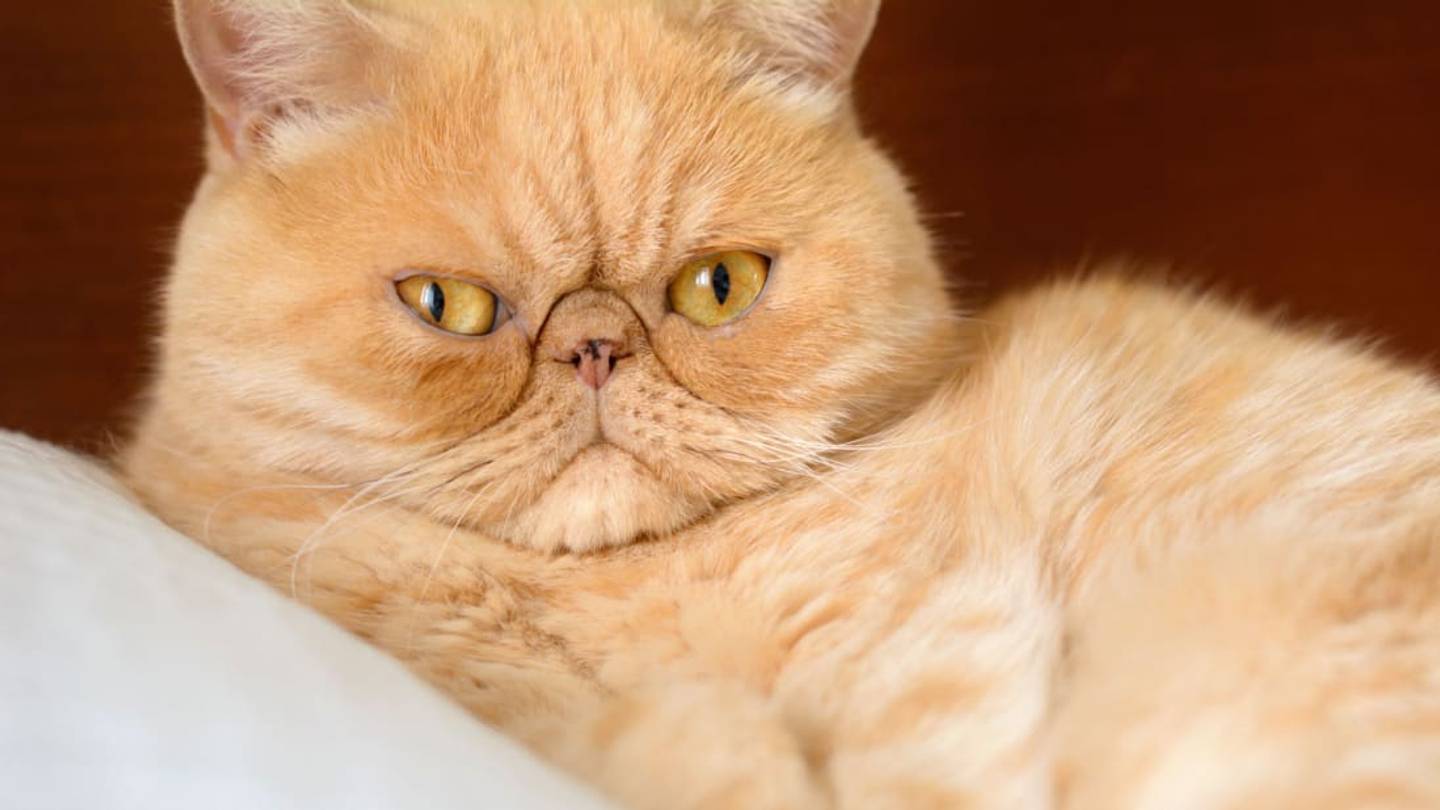 Study: Women Are Less Attracted to Men Who Have Cats In Their Dating Profile Pics