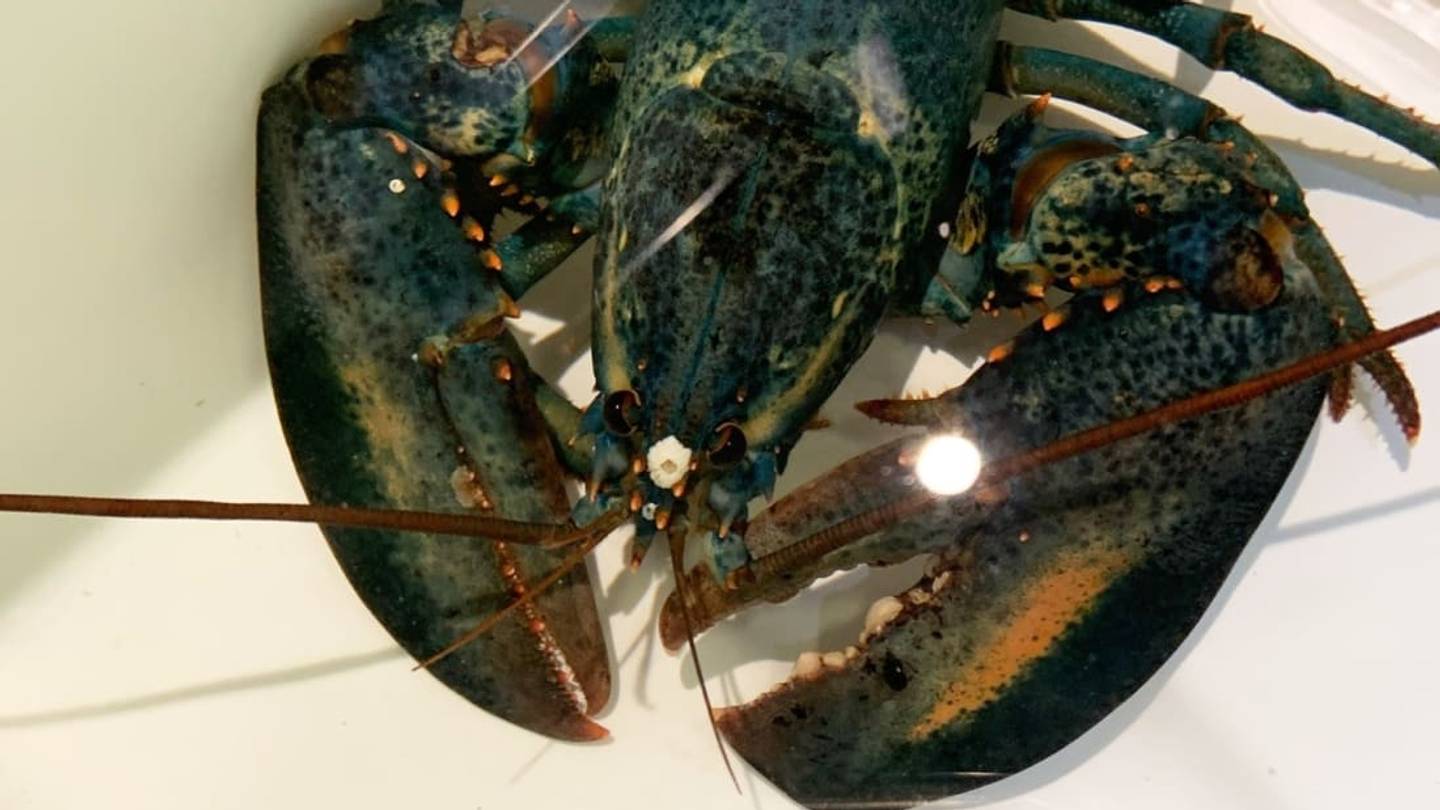 Red Lobster Employee Discovers Rare Blue Lobster, Donates It to Akron Zoo