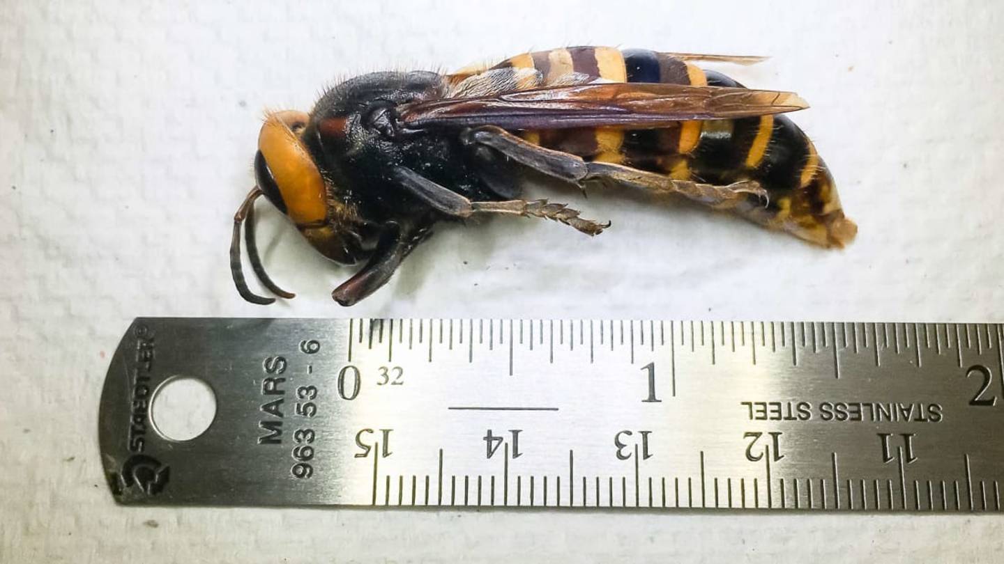 Washington Officials Just Caught Their First âMurder HornetââNow They Have Less Than Two Months to Find Its Nest