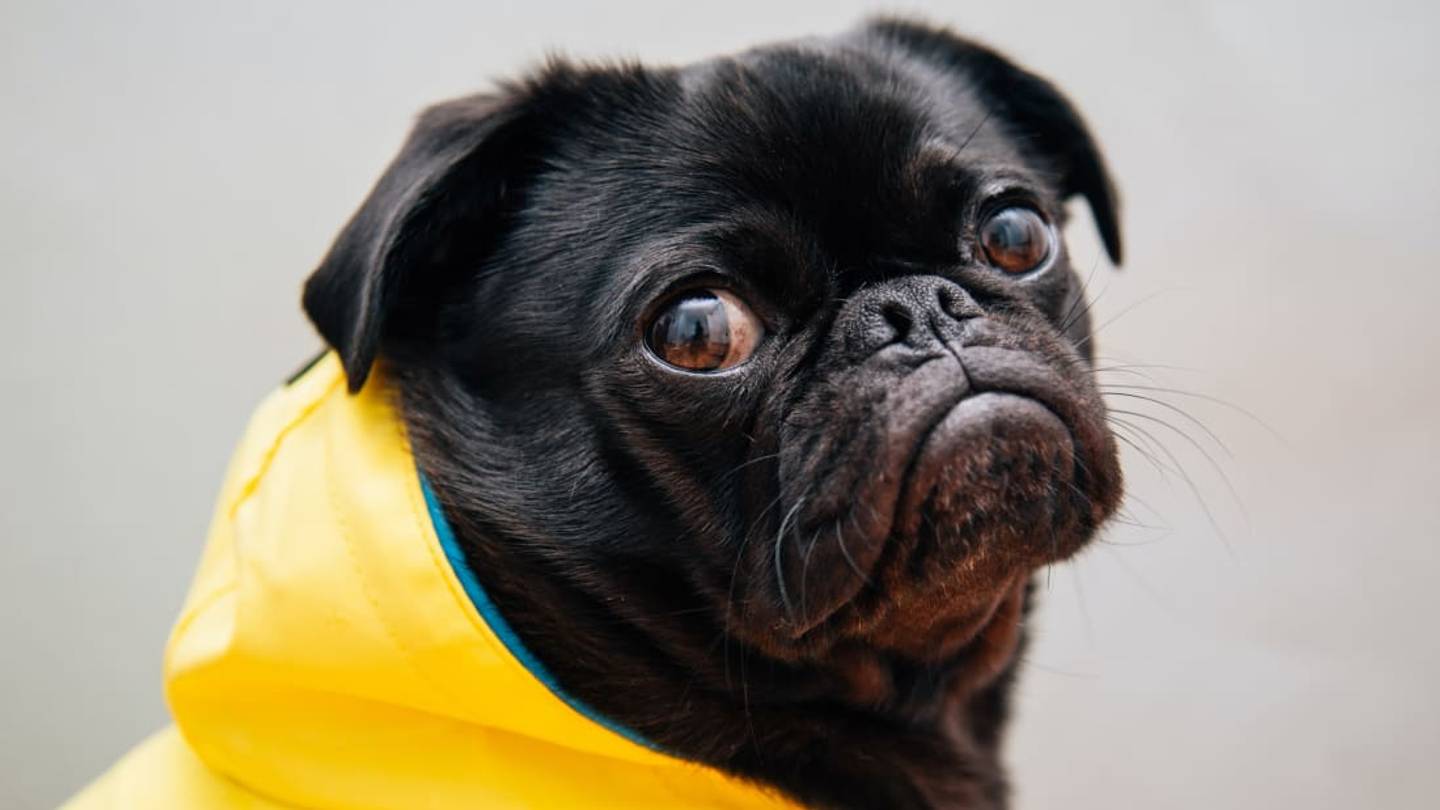 The Reason Dogs Are Terrified of ThunderstormsâAnd How You Can Help