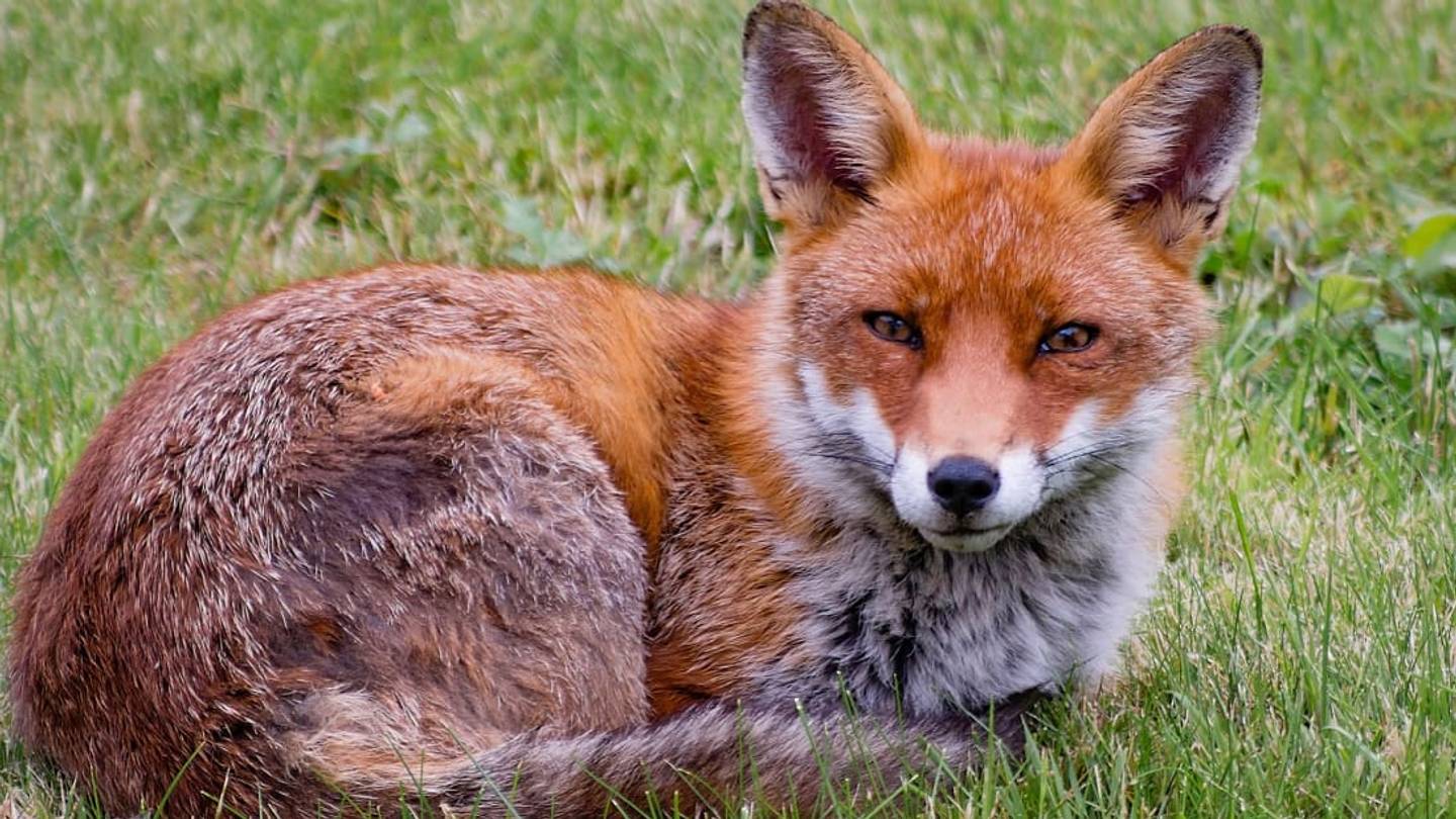 A Wily Fox With a Passion for Fashion Stole More Than 100 Shoes From a Berlin Neighborhood