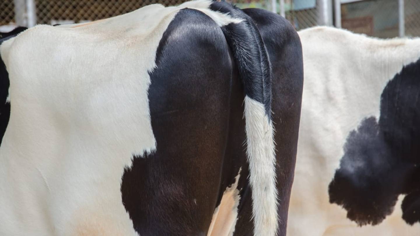 Want to Save a Cow From Being Attacked By a Predator? Paint Some Eyes on Its Butt