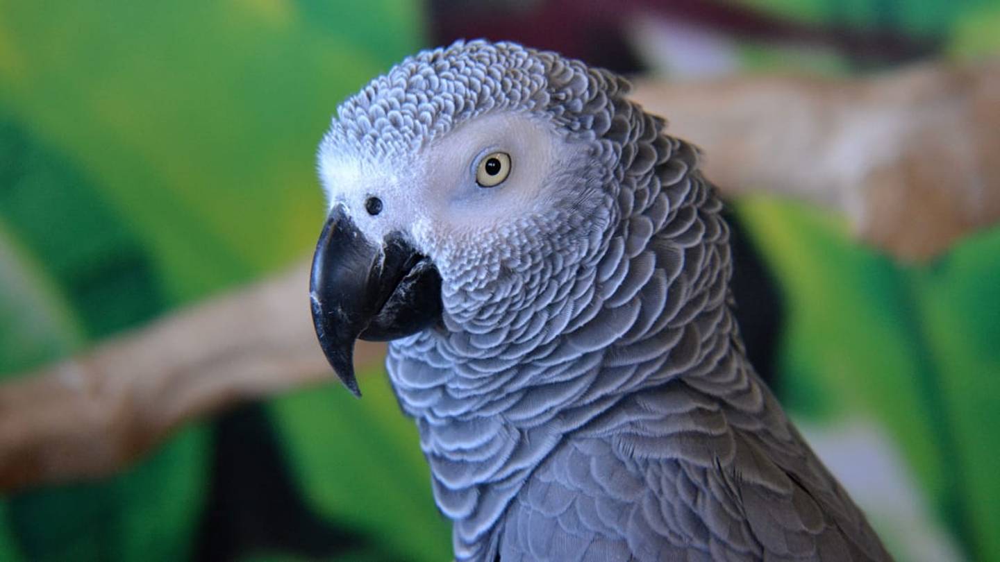 Profane Polly: Expletive-Spewing Parrots Have Been Removed From an England Zoo