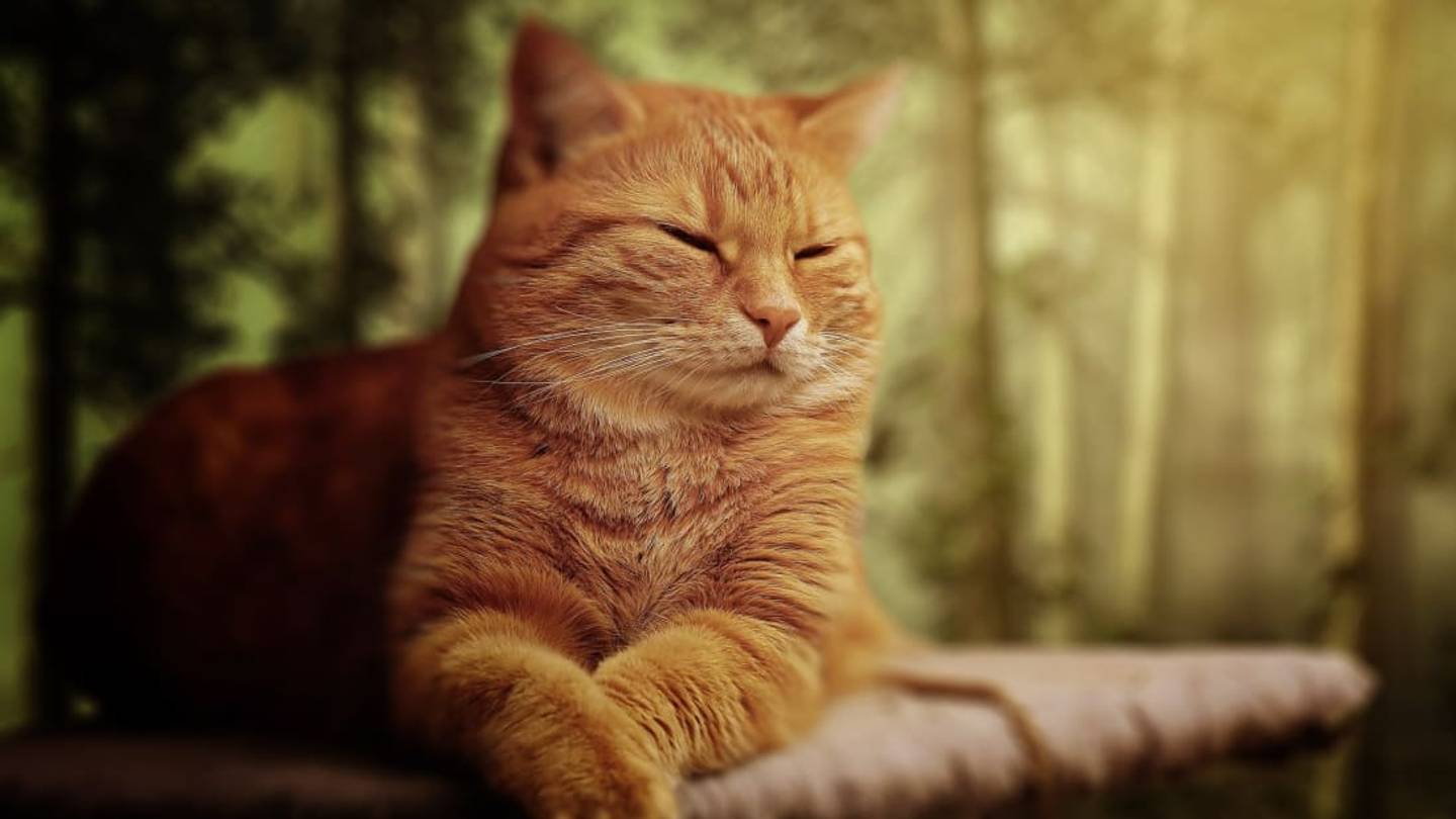 Study Finds Slow-Blinking at Your Cat Could Improve Your Communication