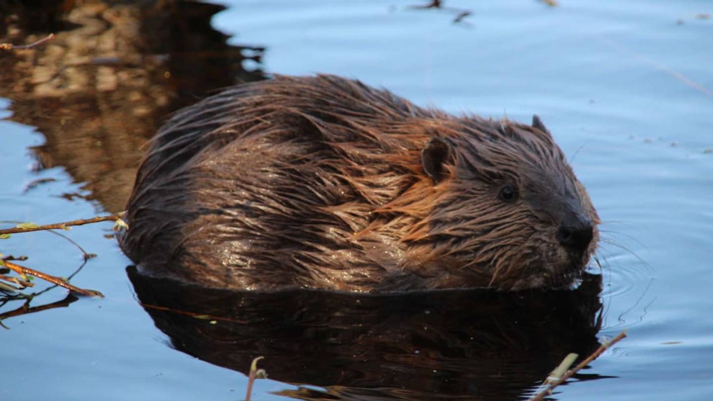Watch: In 1948, Idaho Officials Sent 76 Beavers Parachuting Into Idahoâs Wilderness