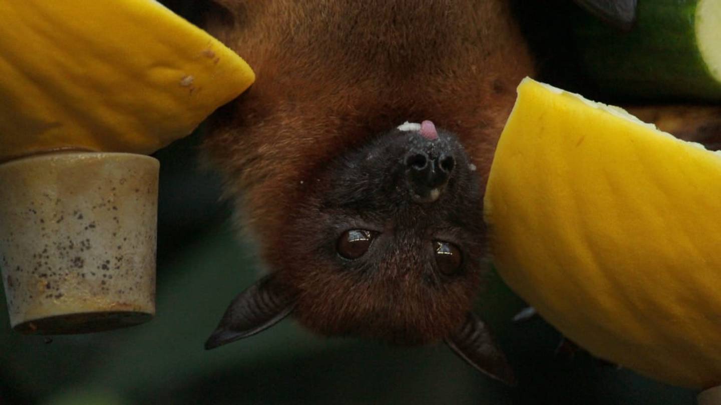 Bats Argue a Lot, According to Science