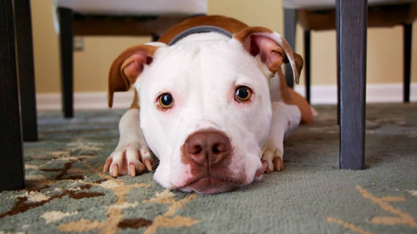 Why Are Dogs So Afraid of Vacuums?
