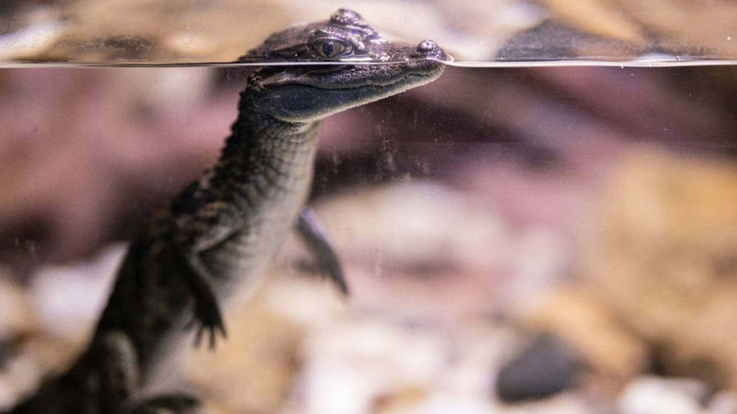 Surprise! Alligators Can Regrow Their Tails