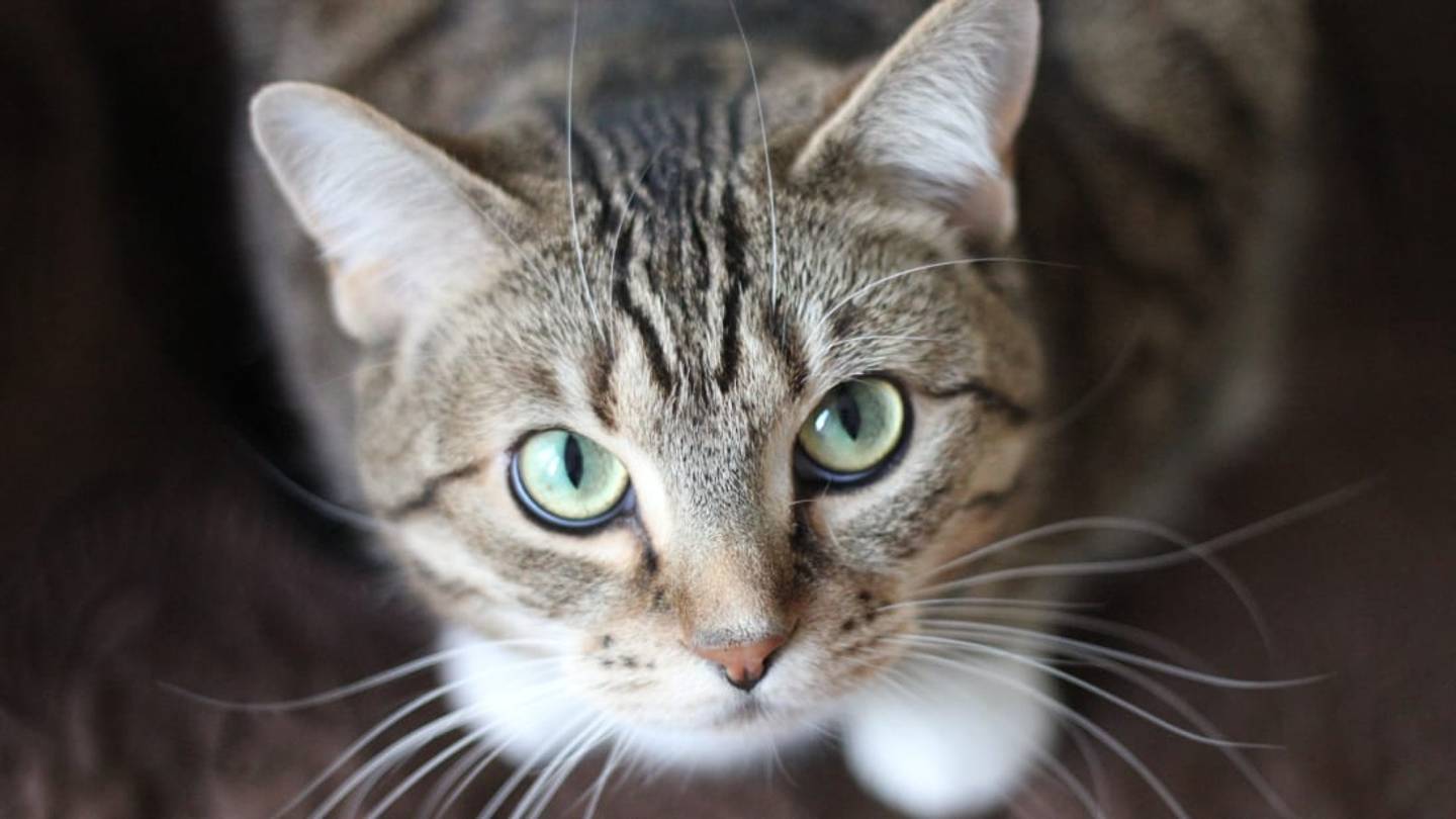 Why Do Cats Head Bump Humans?