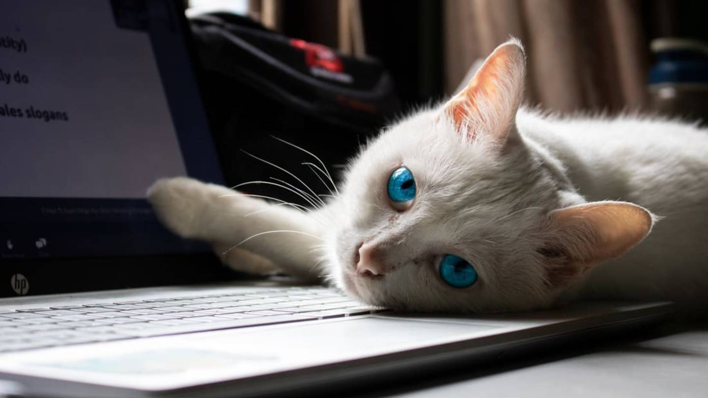 The Reason Your Cat Loves to Sit On Your Computer Keyboard
