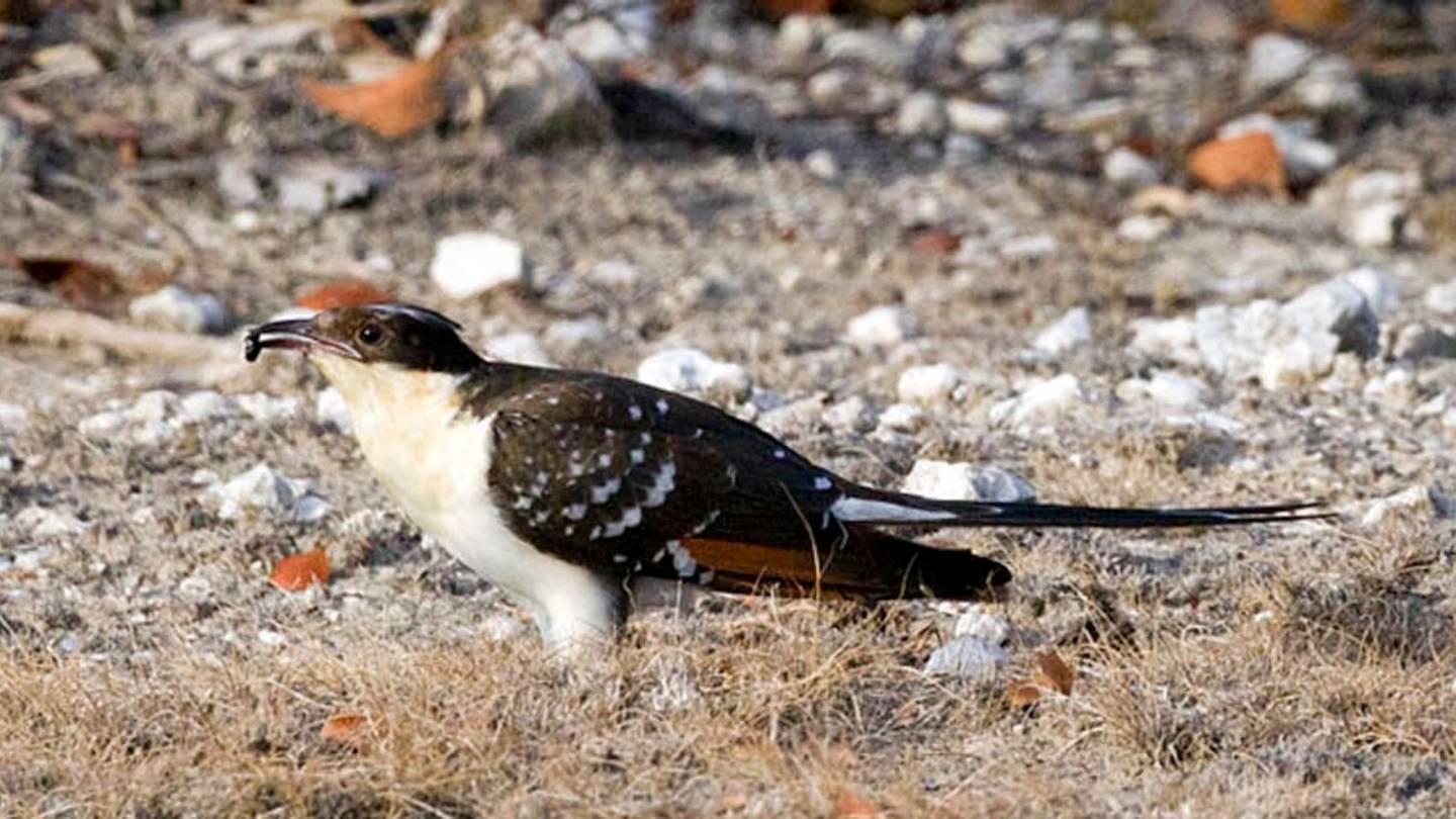 Some Birds Benefit From Having Parasites