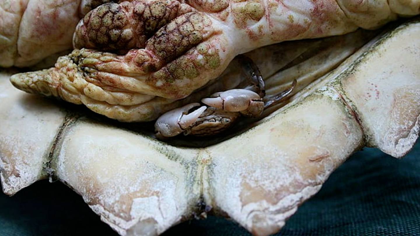 This Crab's Secret to a Happy Relationship Is a Turtle's Butt
