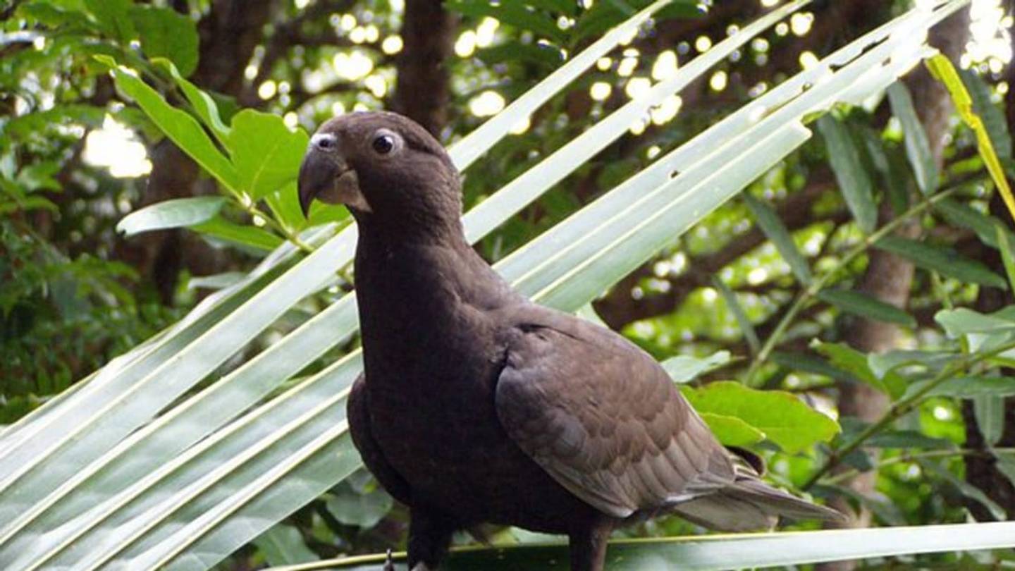 These Parrots Are the First Animals to Use Grinding Tools