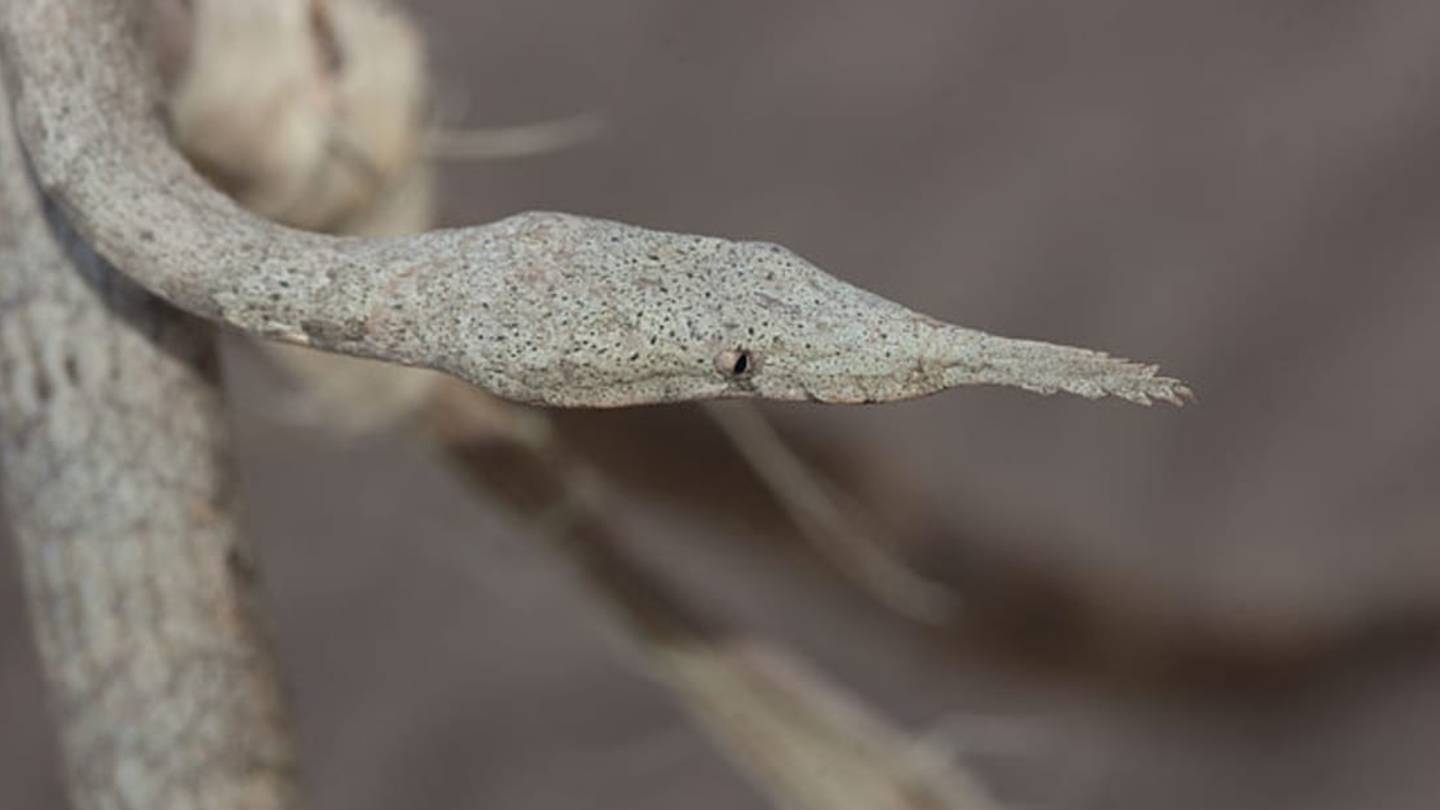 11 Really Weird Snakes
