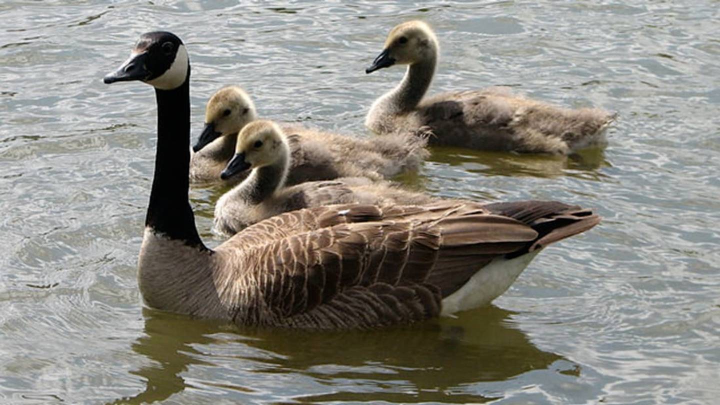 6 Honking Facts About Canada Geese