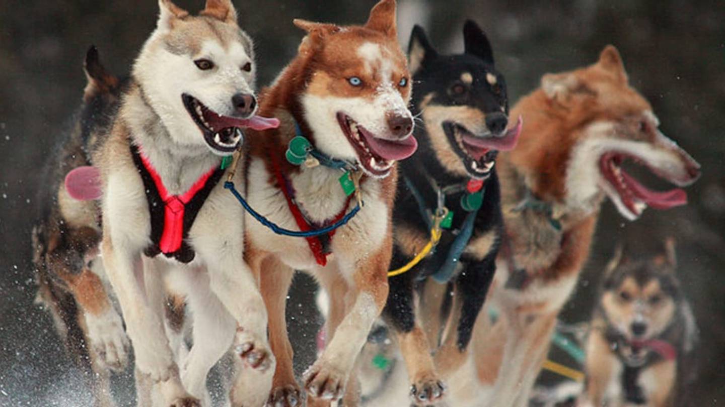 11 Frosty Facts About the Iditarod