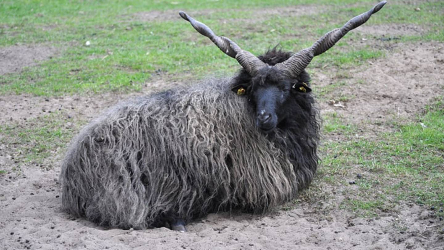 11 Distinctive Breeds of Sheep