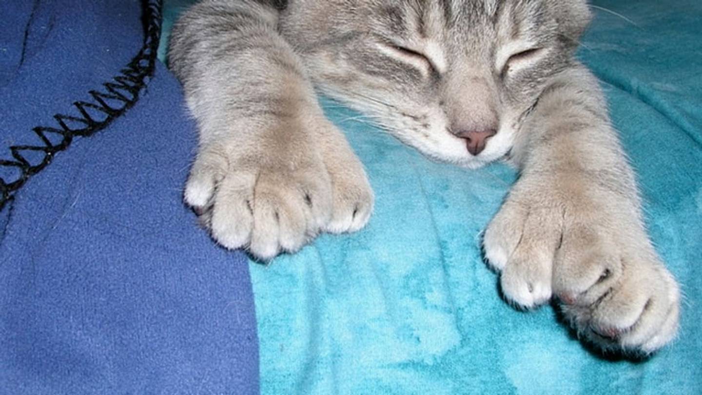 Polydactyl Cats: The Charm of Big Feet
