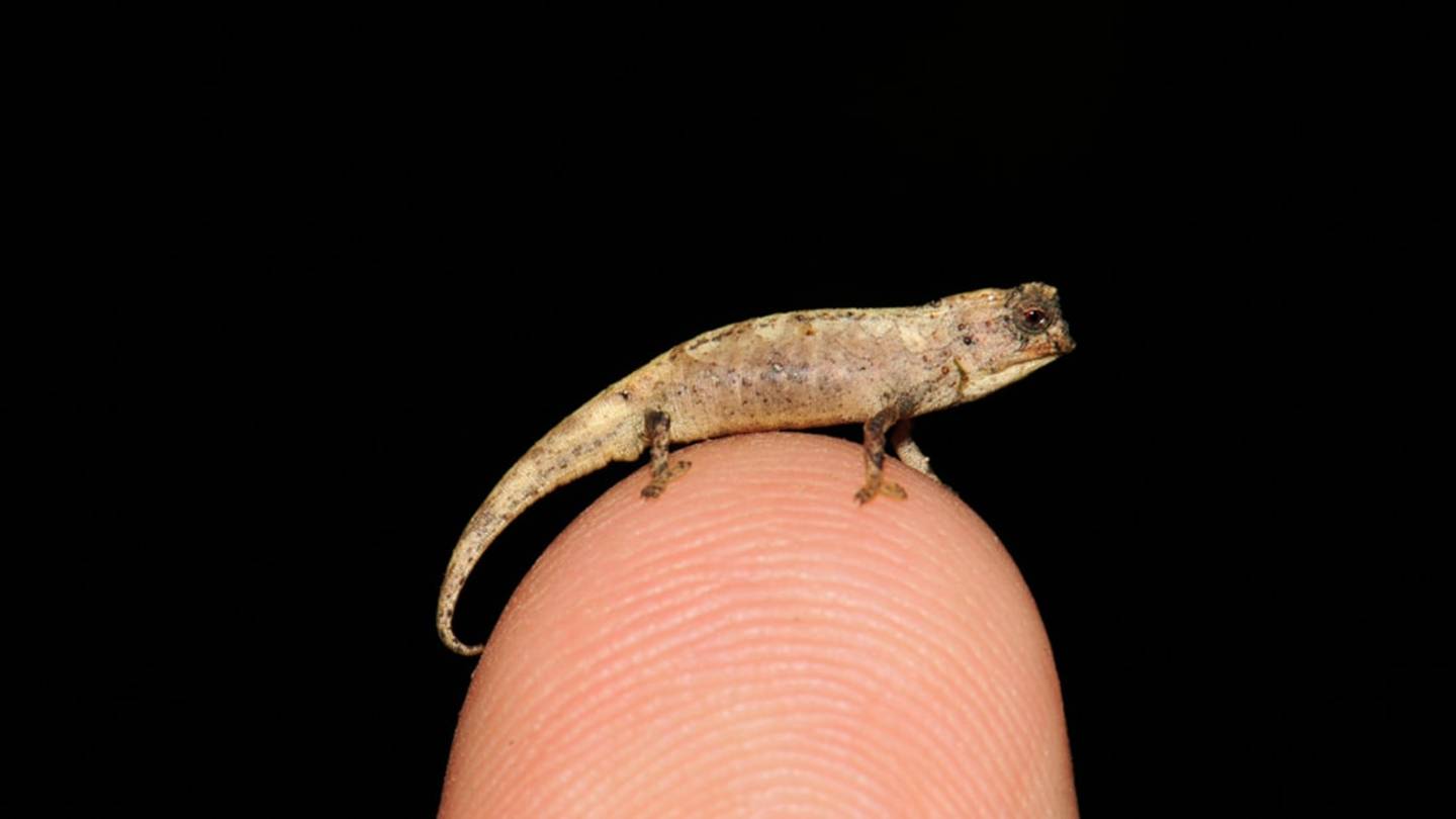 The World's Tiniest Reptile Has Disproportionately Large Genitals