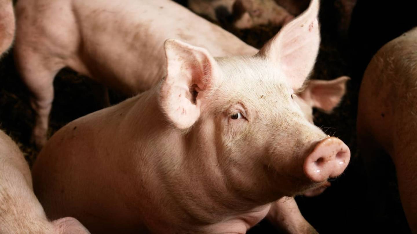 Ready Player Oink: Pigs Can Be Taught to Play Video Games