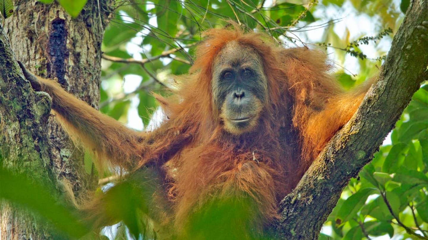 20 Amazing Animals Discovered in the Last 20 Years