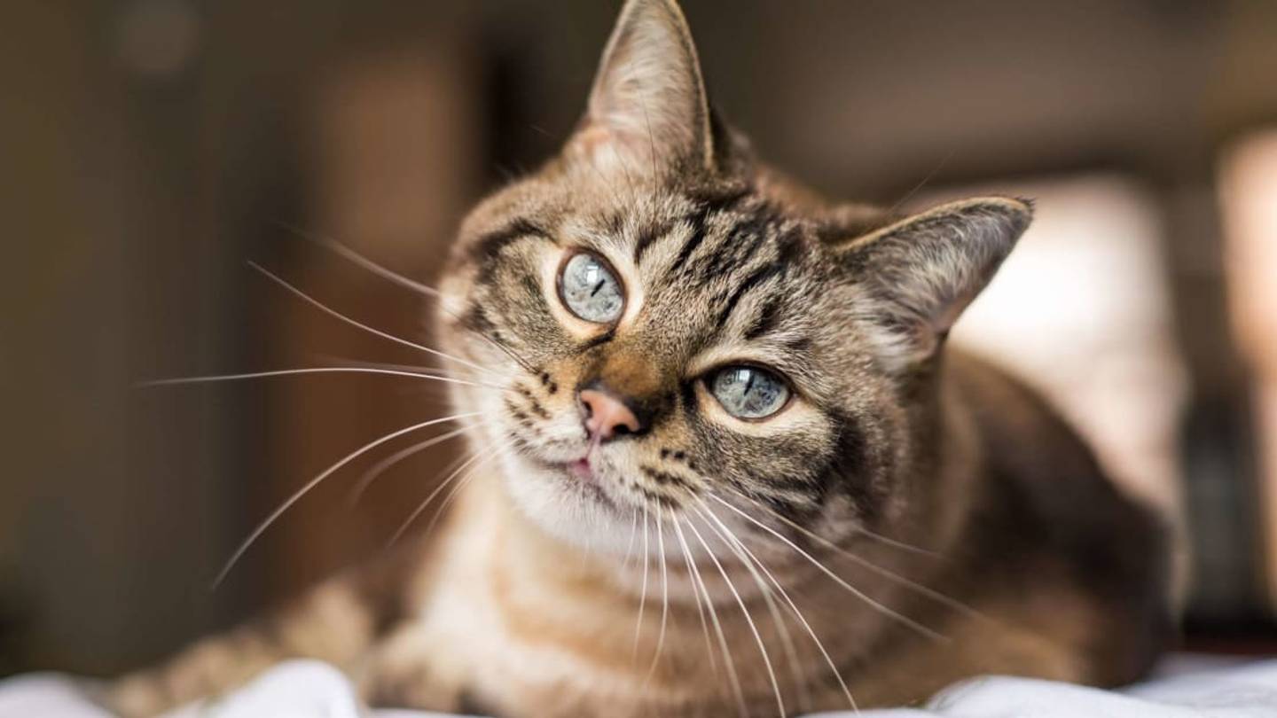 Why Do Cats Have Whiskers?