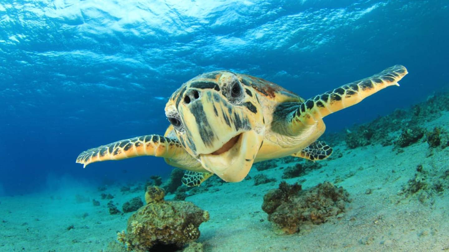 How Mayo Is Being Used to Save Sea Turtles