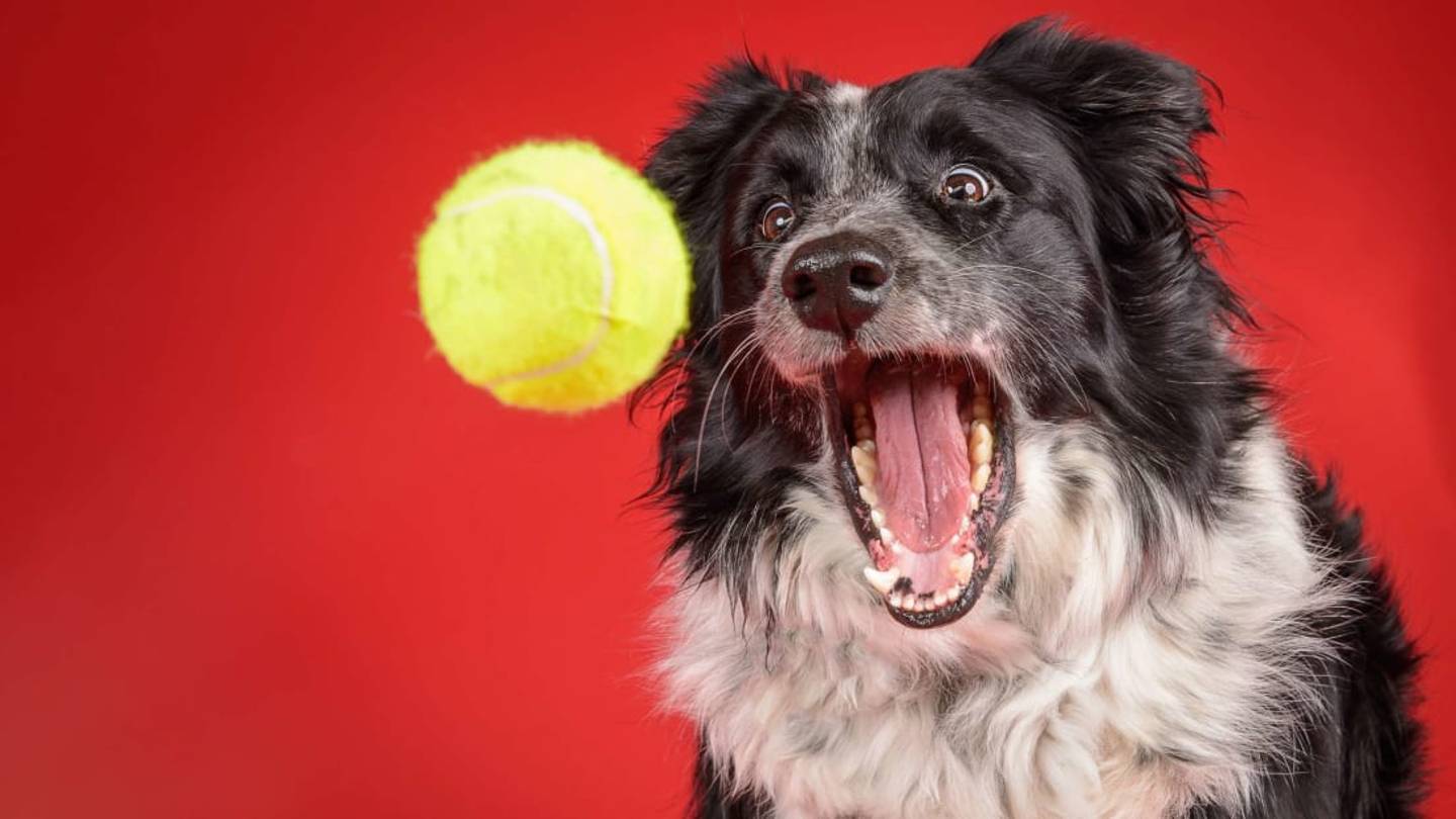 Are Tennis Balls Bad for Dogs?