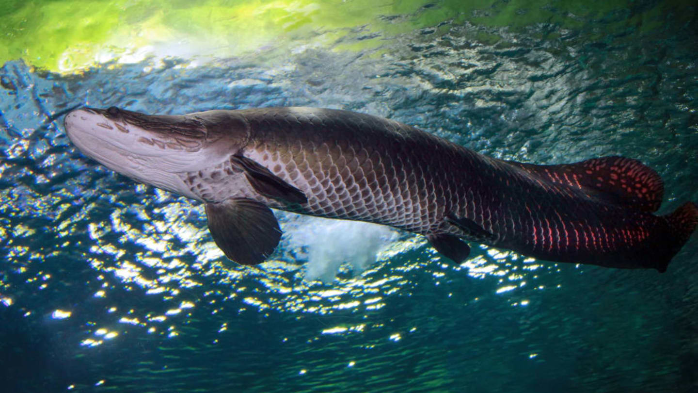 5 Fast Facts About The Arapaima Florida S Latest Potential Invasive Species