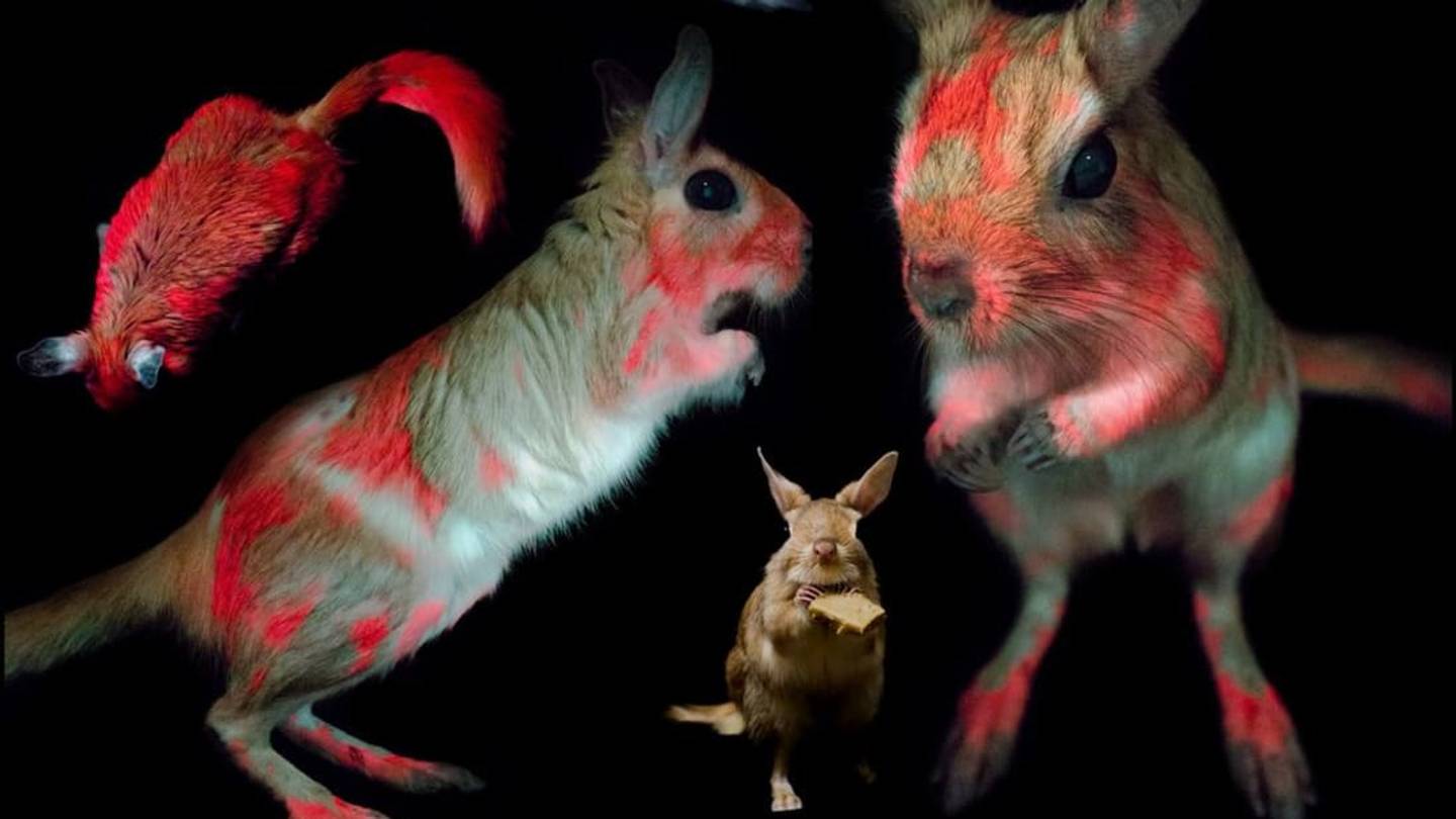 11 Animals You Wouldn't Expect to Glow