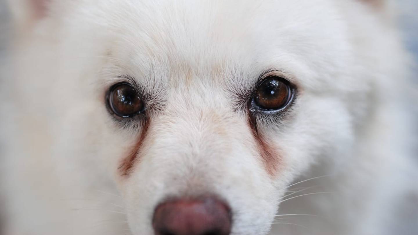 The Reason Why Dogs Have Tear Stains